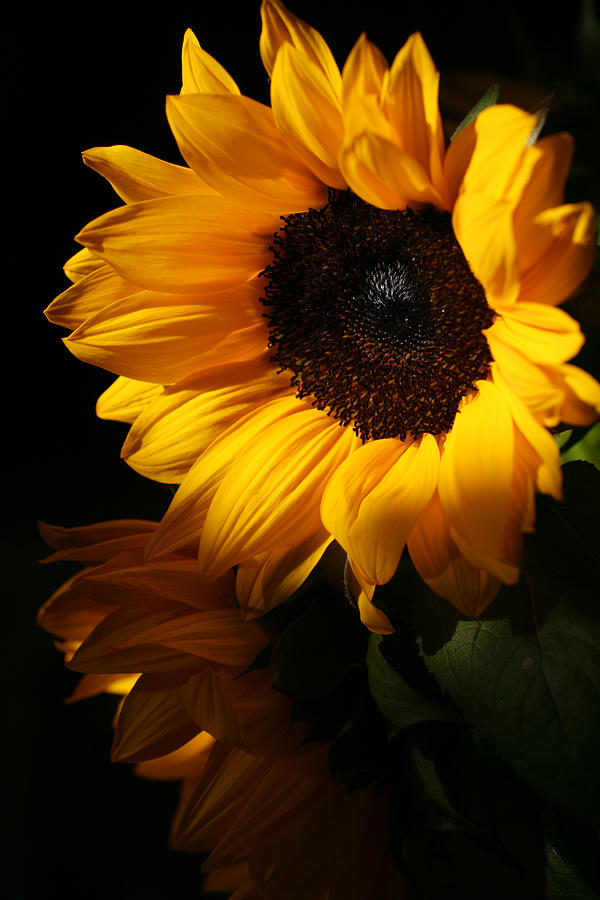Sunflowers Photograph by Dorothy Cunningham