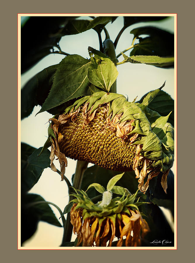 Sunflowers Drop Photograph by Linda Olsen