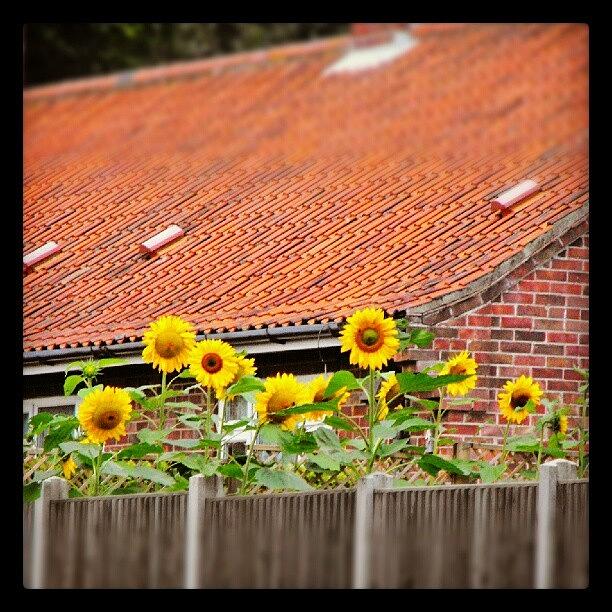 Flower Photograph - #sunflowers... #flowers #flowerpower by Linandara Linandara