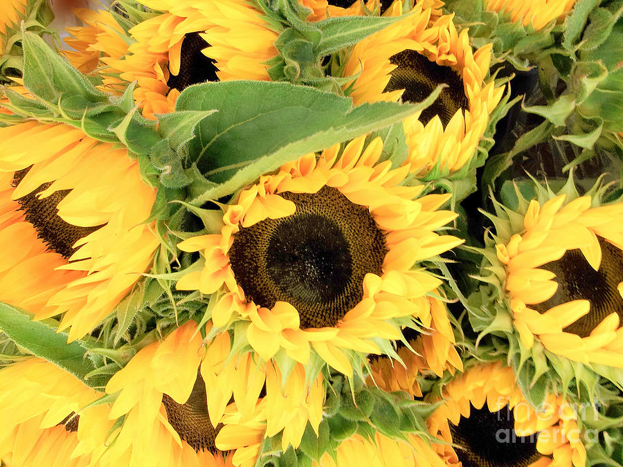 Sunflowers for Sale Photograph by Paul Wilford