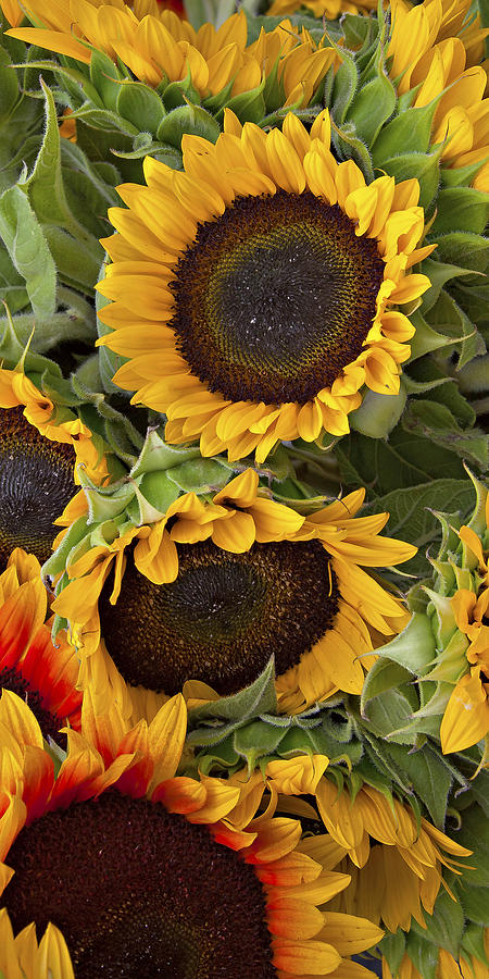 Sunflowers Photograph by Forest Alan Lee
