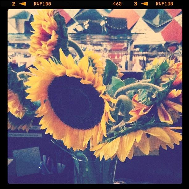 Sunflowers From My Sissy :) Photograph by Jessica Jaco