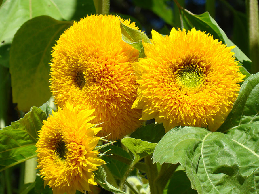 Sunflowers Garden Art Prints Yellow Floral Baslee Photograph