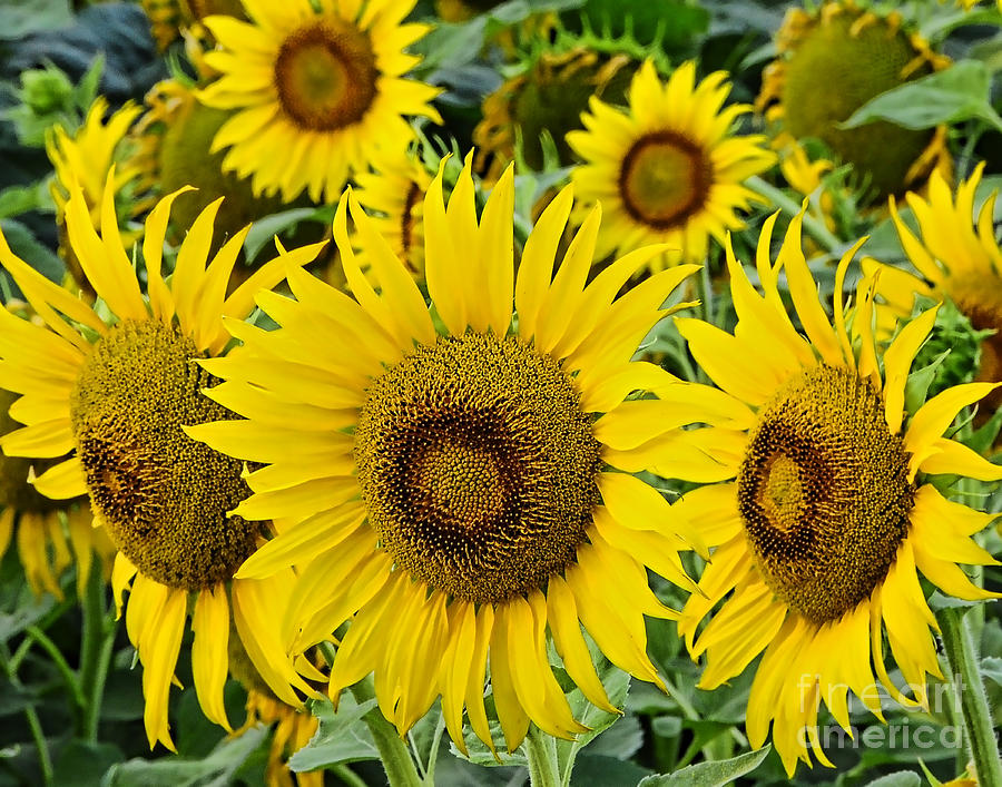 Sunflowers Photograph by Gary Beeler