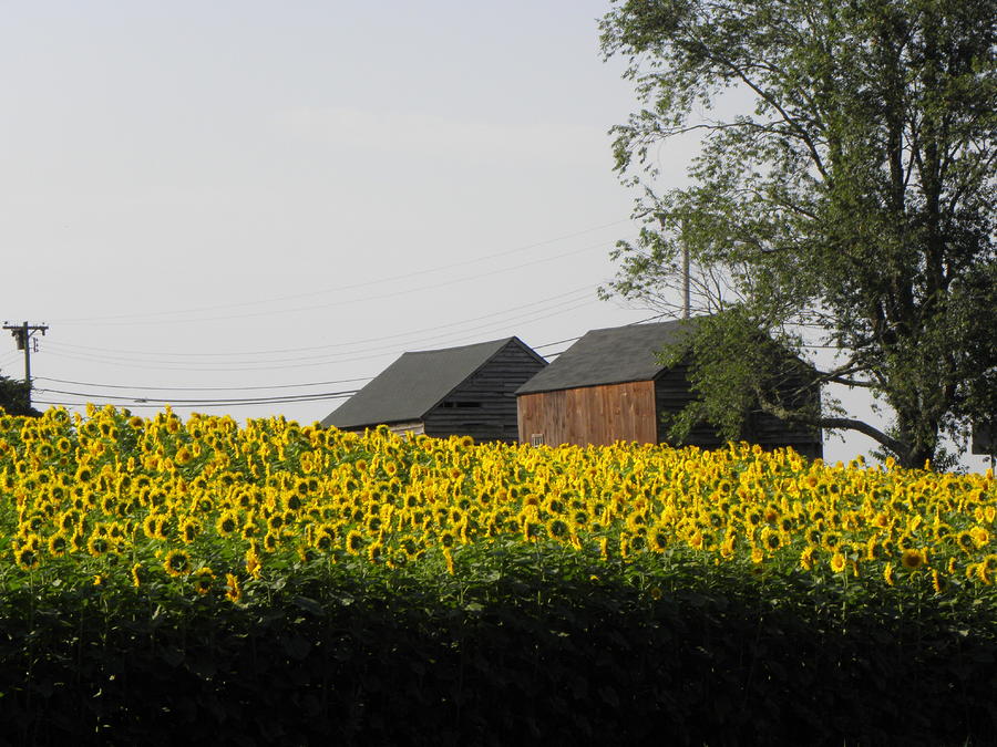 Sunflowers giving life to old barns Photograph by Kim Galluzzo