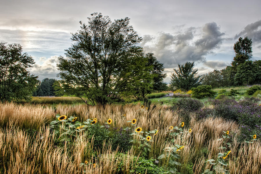 Sunflowers in Bloom Photograph by Scott Wood