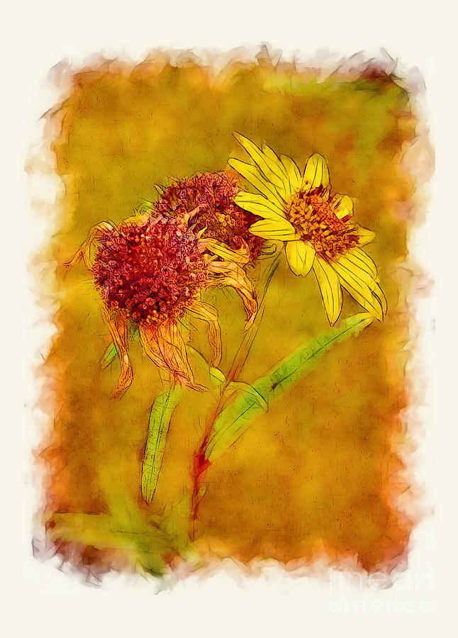 Fall Photograph - Sunflowers in Fall by Judi Bagwell