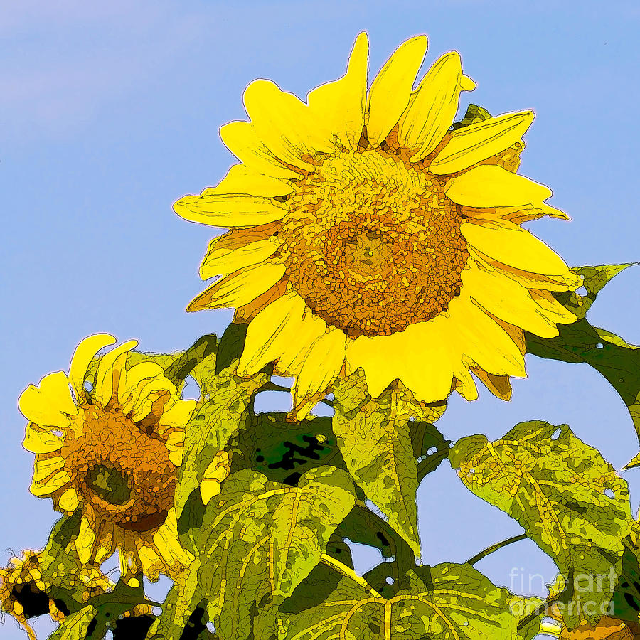Sunflowers in Morning Digital Art by Artist and Photographer Laura Wrede