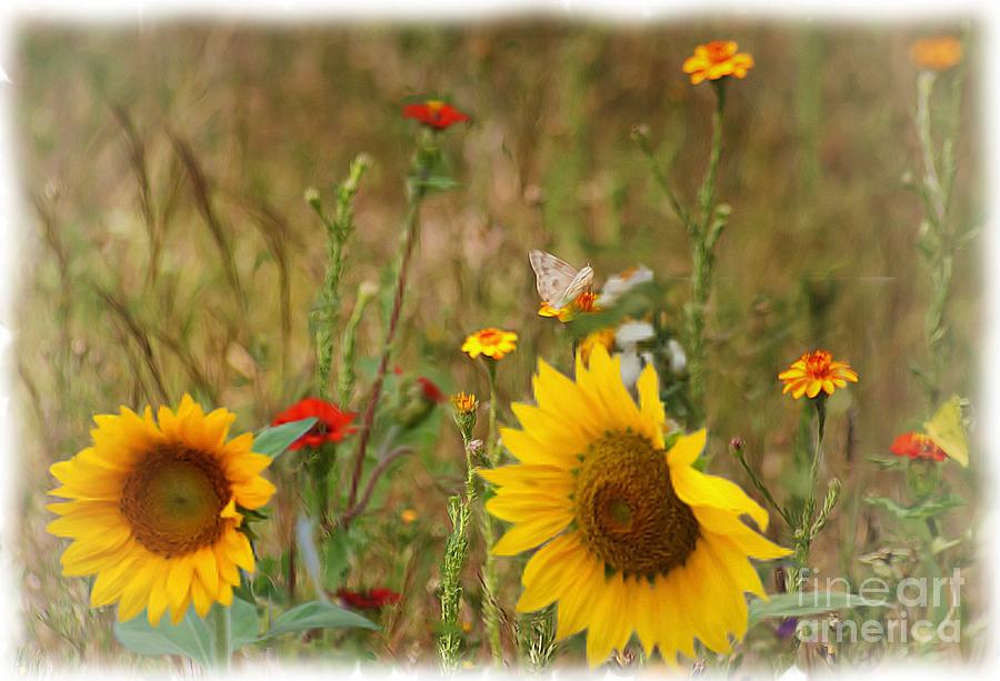 Sunflowers In  The  Wild  Photograph by John  Kolenberg