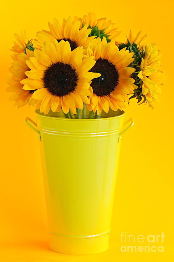 Flower Photograph - Sunflowers in vase 2 by Elena Elisseeva