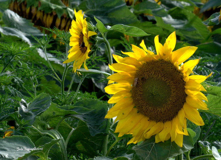Sunflowers  Photograph by Jale Fancey