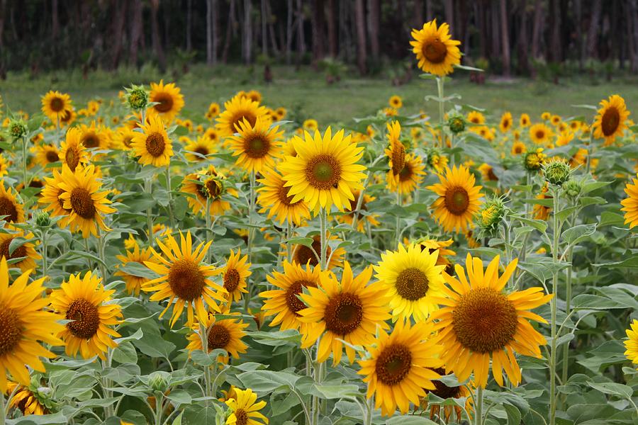 Sunflowers Photograph by Jeanne Andrews