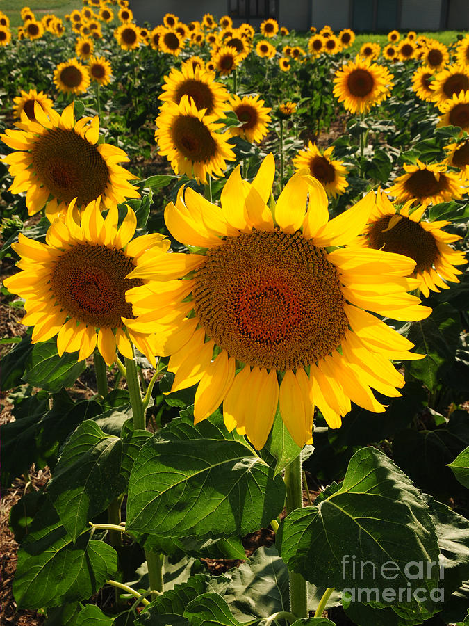 Sunflowers Joyful Field  Photograph by Joanne West