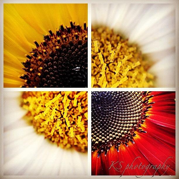 Sunflower Photograph - Sunflowers by Kim Szyszkiewicz