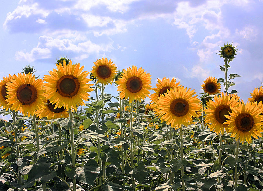 Sunflowers Photograph by Kristin Elmquist