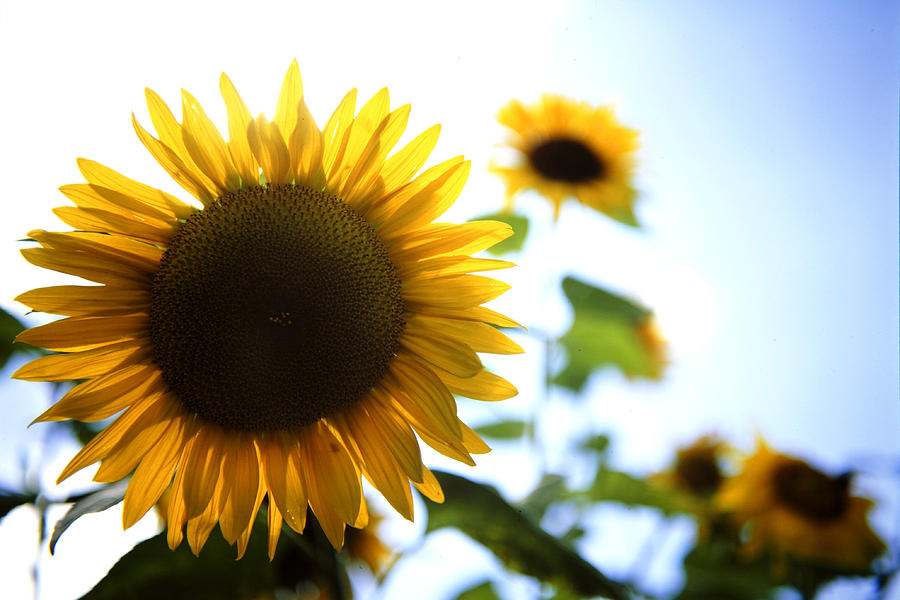 Flower Photograph - Sunflowers by Les Cunliffe