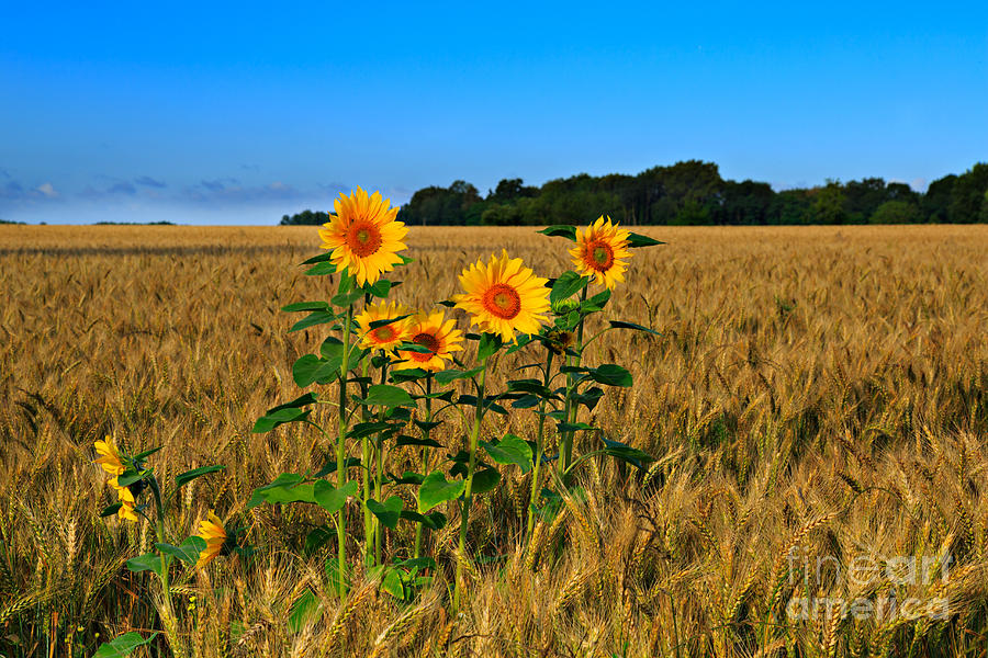 Sunflowers Photograph by Louise Heusinkveld