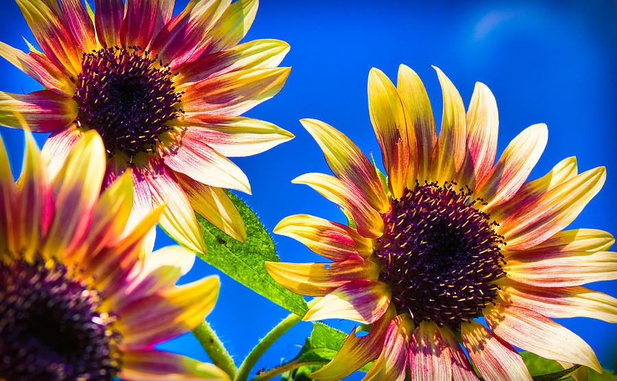 Sunflowers Photograph by Lynne Jenkins