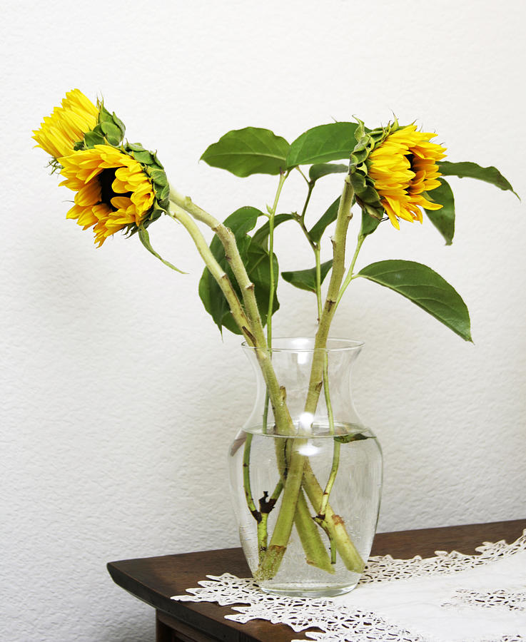 Sunflowers Photograph by Masha Batkova