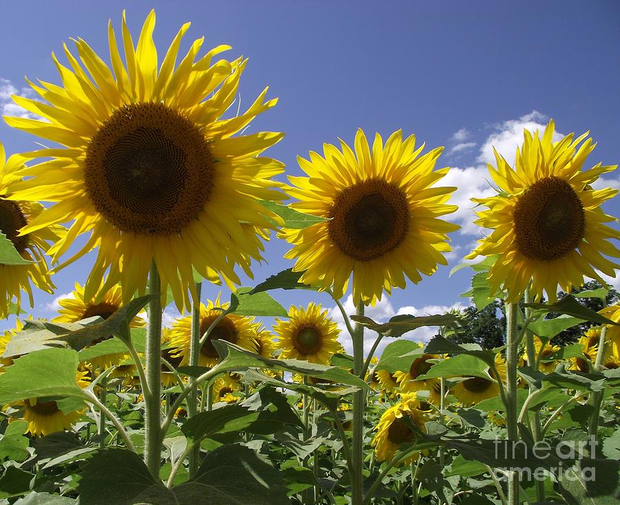 Sunflowers Photograph by Michelle Welles