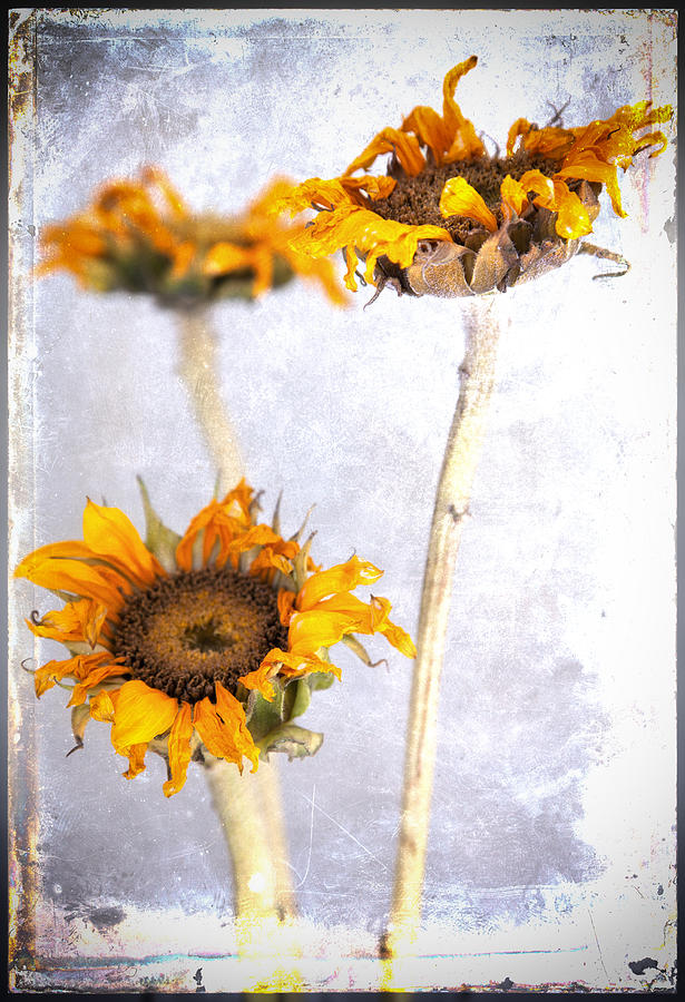 Sunflowers No 412 Photograph by James Bethanis