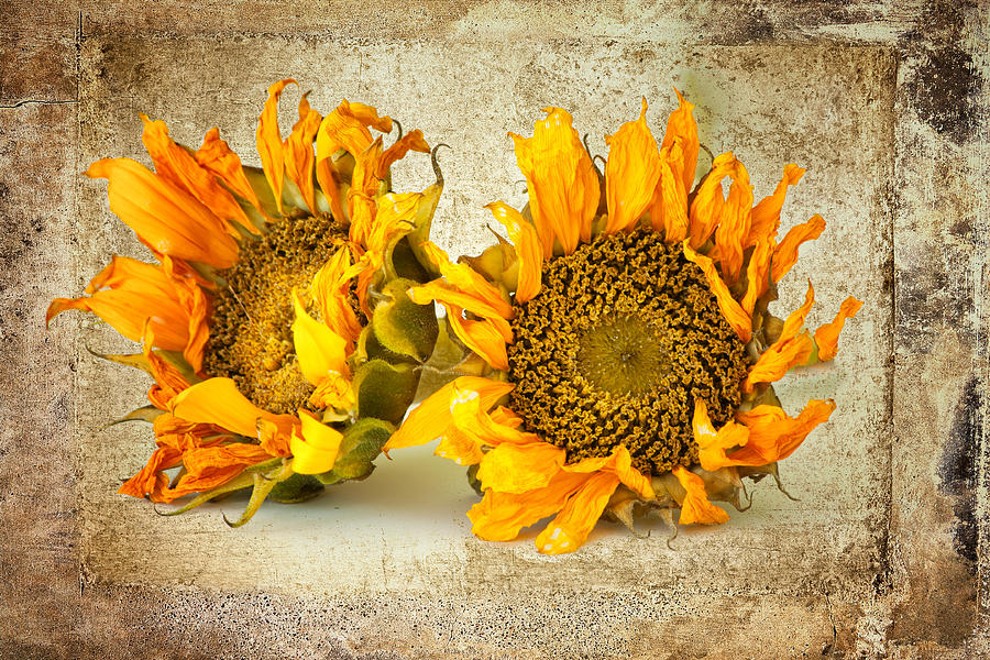 Sunflowers No 413 Photograph by James Bethanis