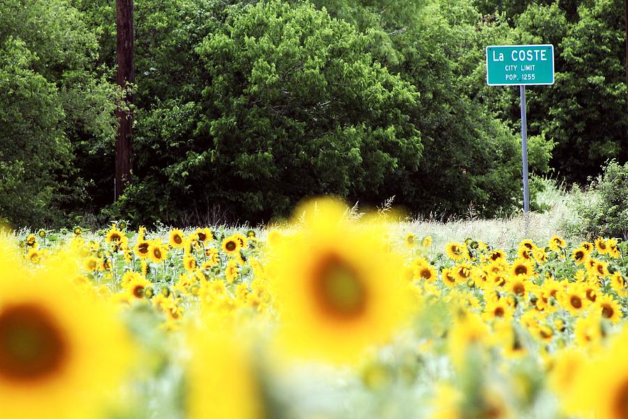 Texas Photograph - Sunflowers of La Coste by Monica Wheelus