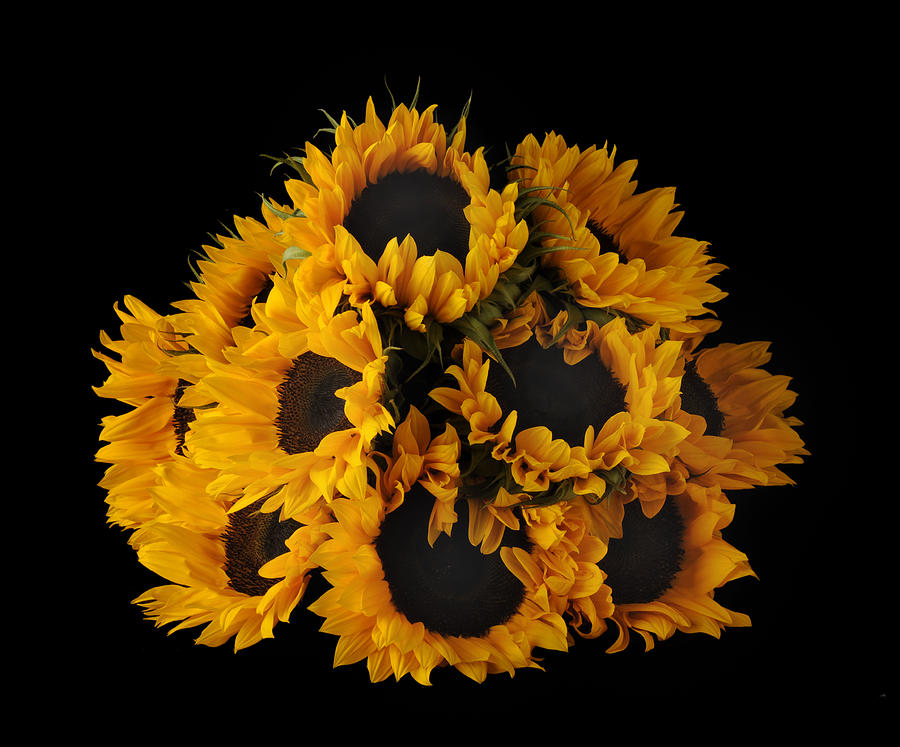 Sunflowers On Black Background Photograph by Kevin Dutton