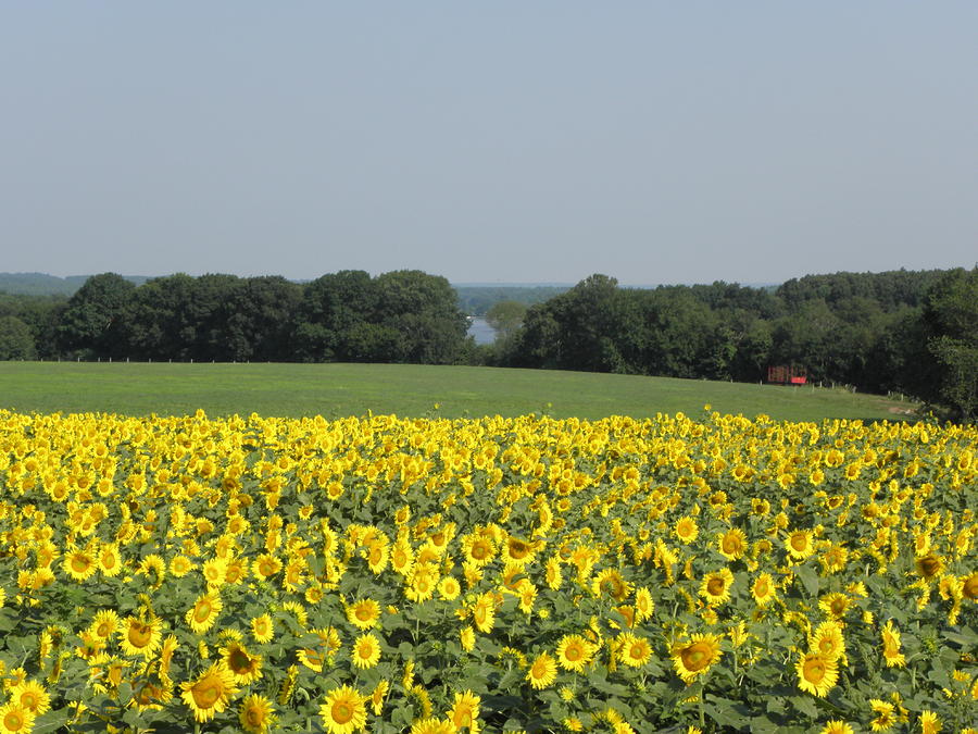 Sunflowers on the farm Photograph by Kim Galluzzo