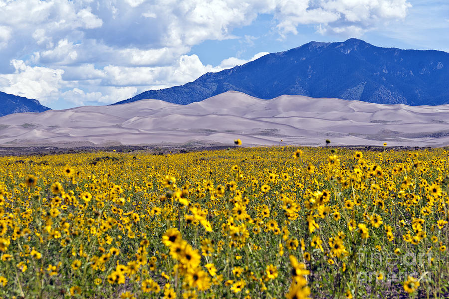 Mountain Photograph - Sunflowers on the Great Sand Dunes by Scotts Scapes
