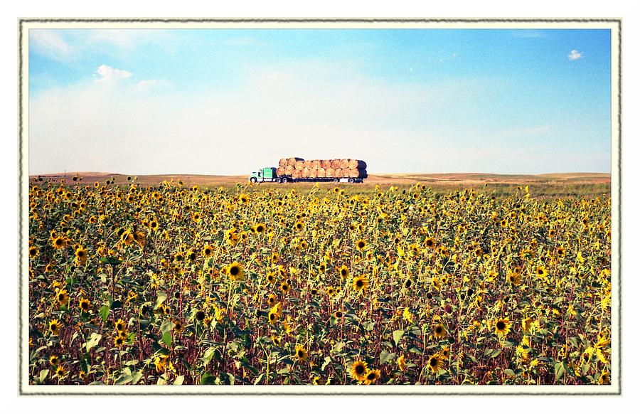 Sunflowers on the Plains Photograph by HW Kateley