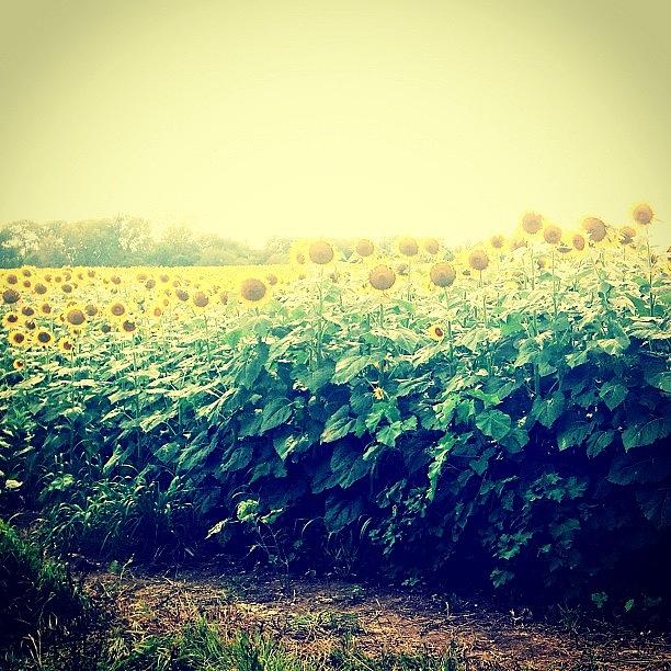 Kansas Photograph - Sunflowers On The Way Home by Love Bird Photo