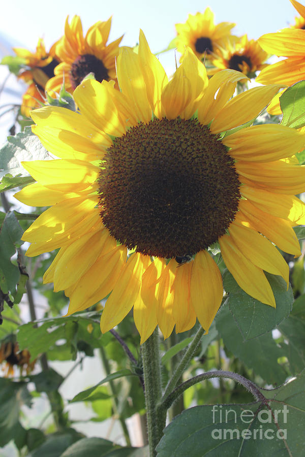 Sunflowers Portrait Photograph by Donna L Munro