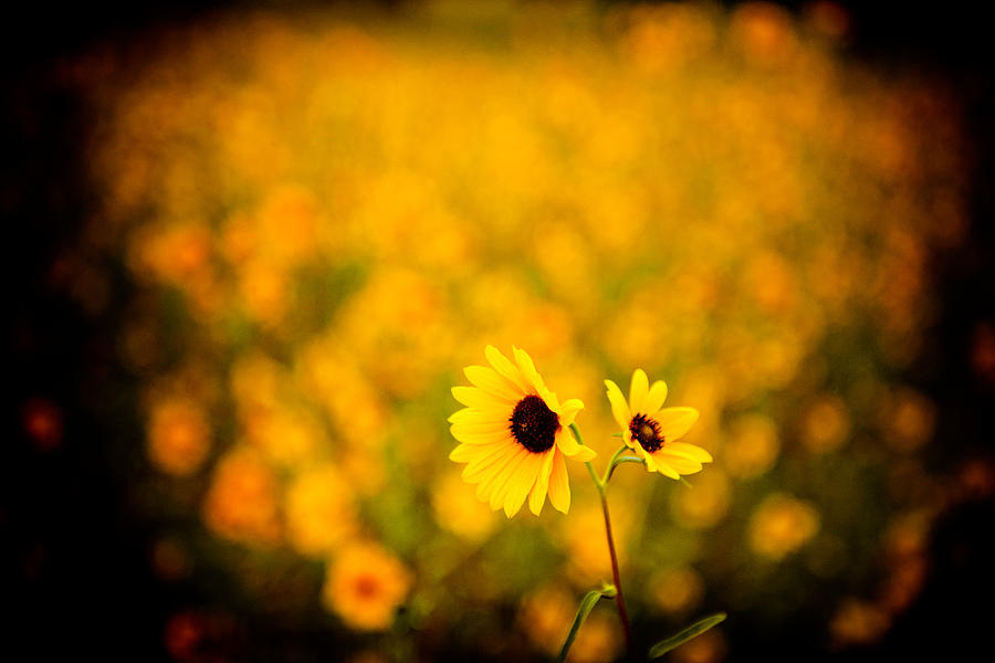 Sunflowers Photograph by Scott Sawyer