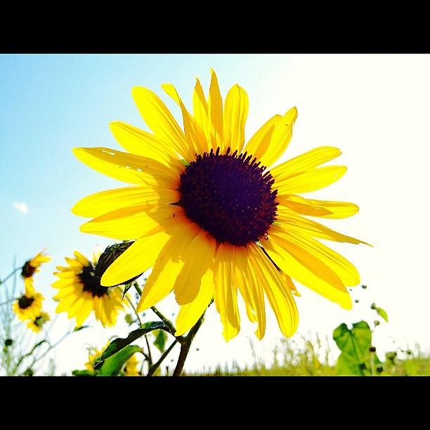 Sunflower Photograph - #sunflowers #sunflower #flowers #flower by Supat Rattanasuksun