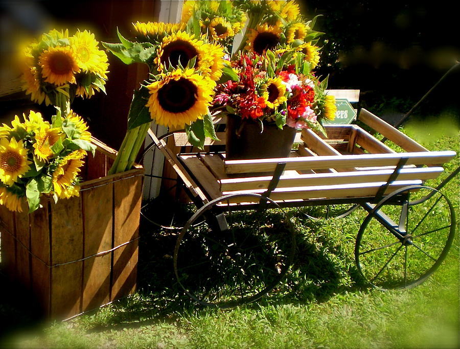 Sunflowers  Photograph by Susan Elise Shiebler