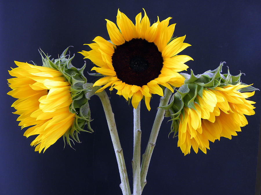 Sunflowers Three Photograph by Sandi OReilly