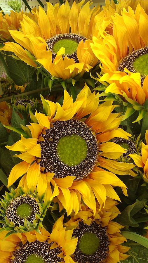 Sunflowers Photograph by Tim Donovan