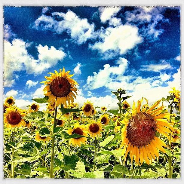 Summer Photograph - Sunflowers! by Urs Steiner
