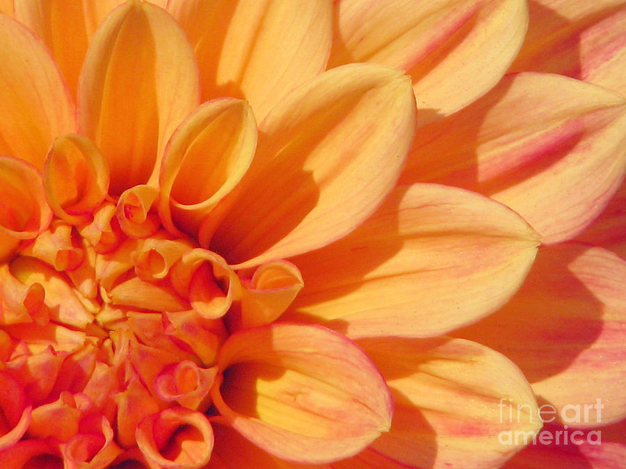 Flower Photograph - Sunglow by Rory Siegel