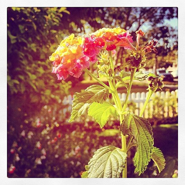 Flowers Still Life Photograph - #sunlight #beautiful #flower by Cortney Herron