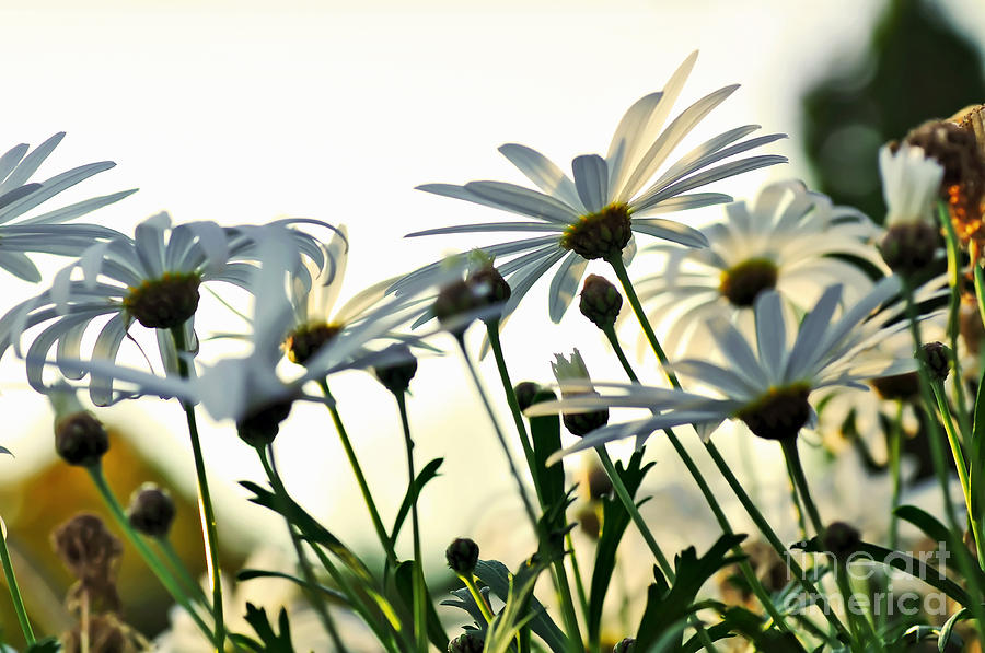 Daisy Photograph - Sunlight behind the Daisies by Kaye Menner