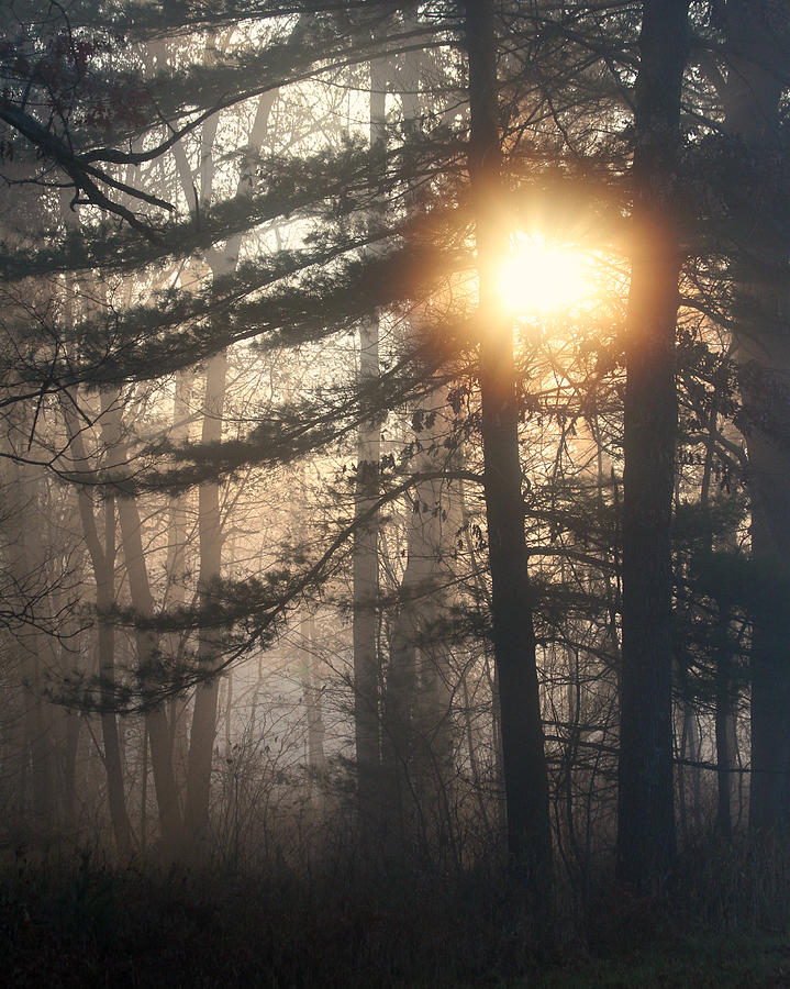 Sunlight Breaking Through the Foggy Forest Photograph by Mark J Seefeldt