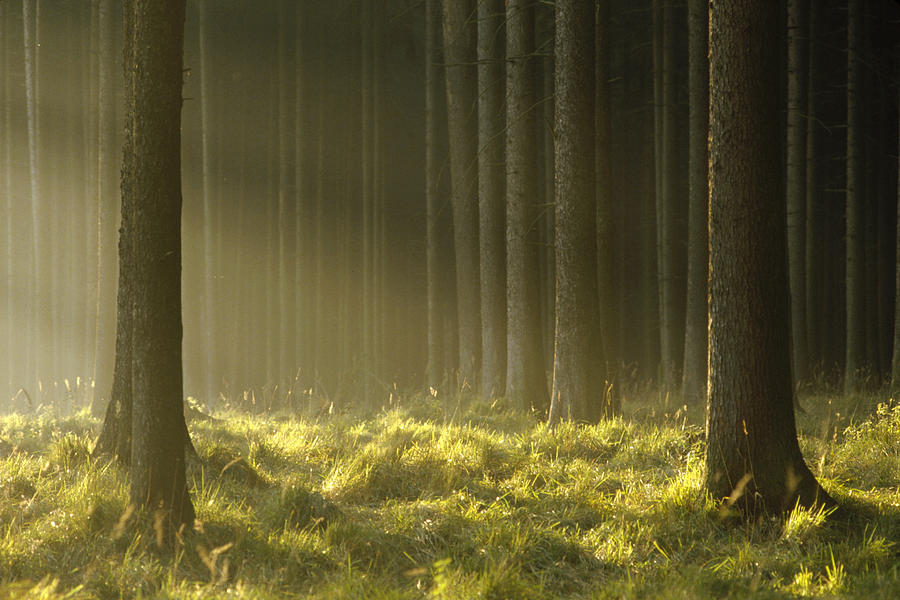 Sunlight Filtering Through Spruce Photograph by Konrad Wothe