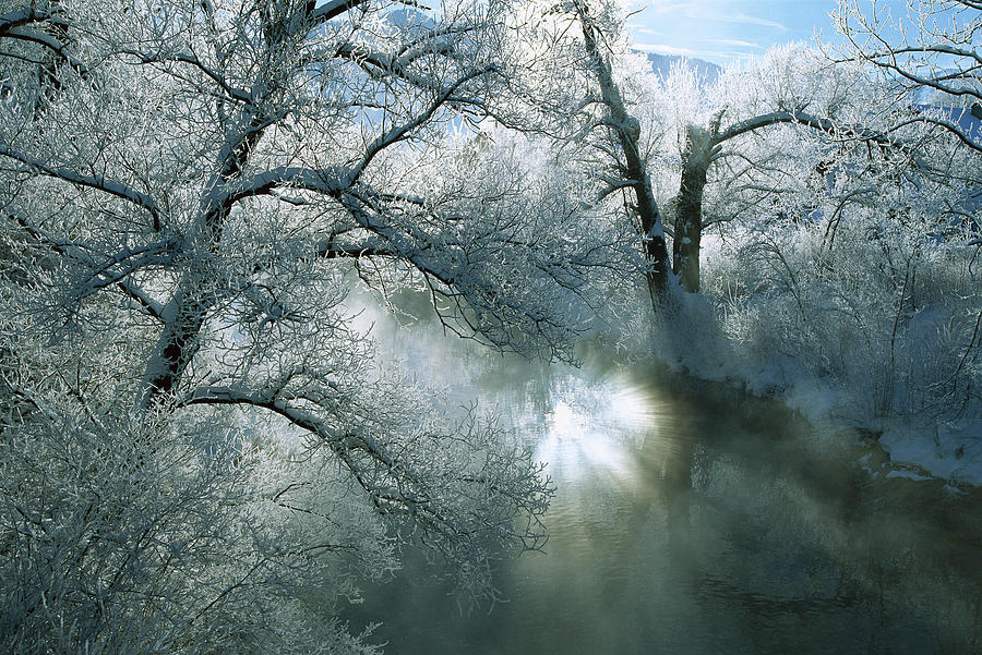 Sunlight Illuminating Mist And Frost Photograph by Konrad Wothe