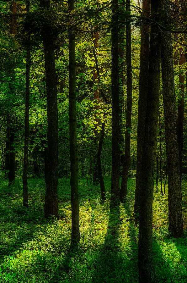 Sunlight in forest Photograph by Michael Goyberg