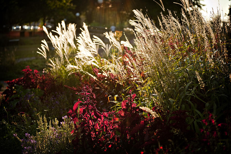 Nature Photograph - Sunlight in the Garden by Laurianna Murray