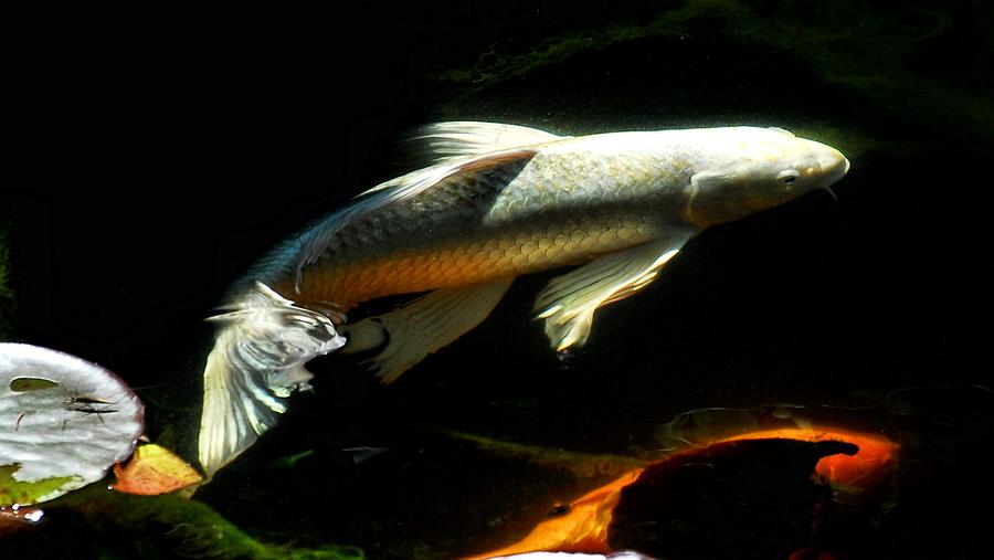 Sunlight Koi Photograph by Don Mann