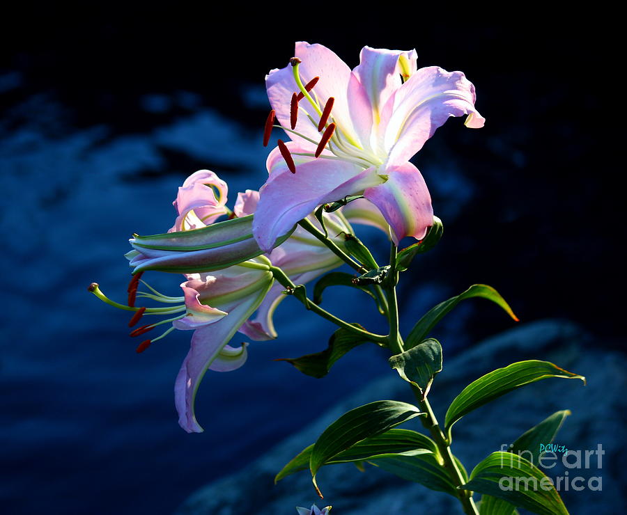 Sunlight Lily Photograph by Patrick Witz