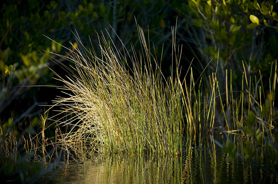 Sunlight on Grass Original Photograph by Rich Franco Sunlight on Grass Original Photograph by Rich Franco
